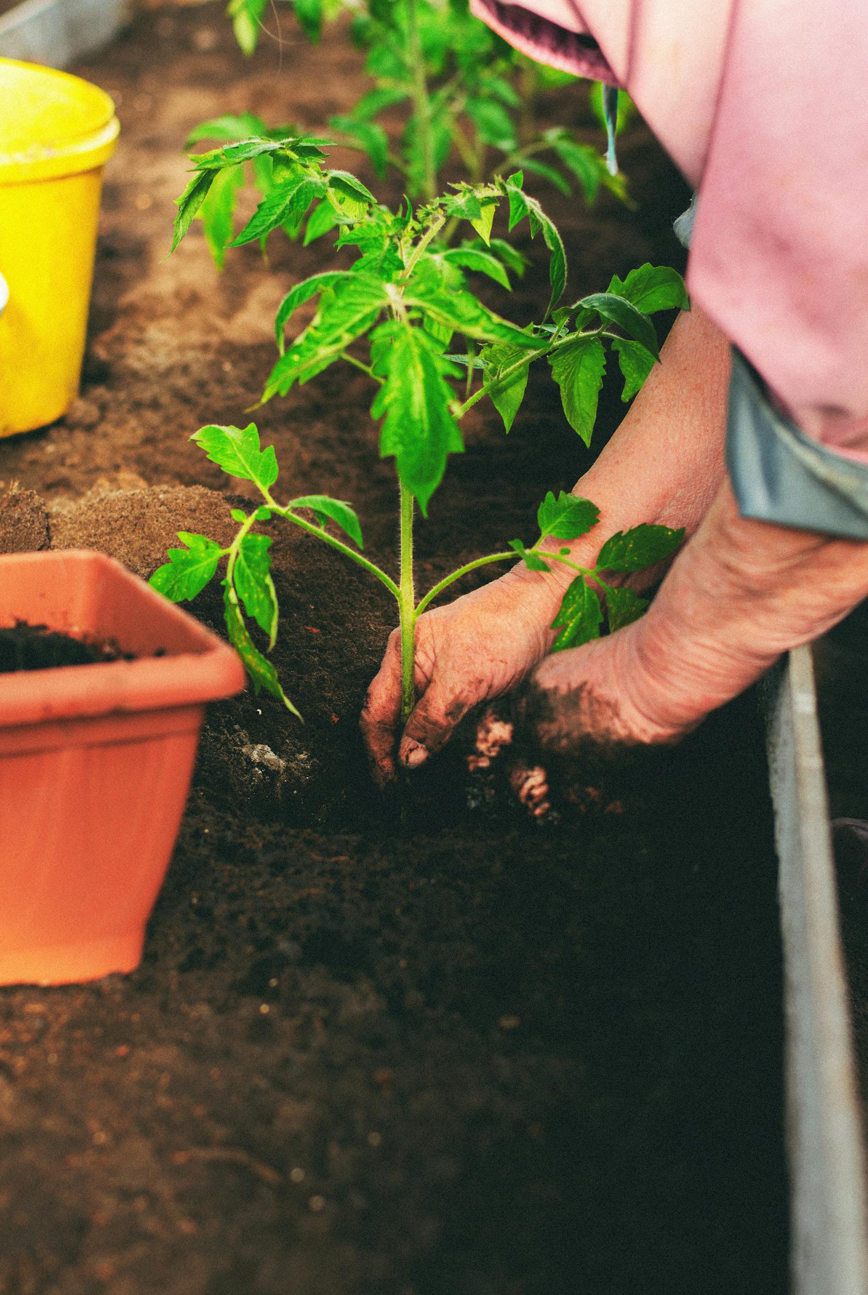 Close-up of hands planting a tomato seedling in a garden bed, showcasing gardening and sustainability.